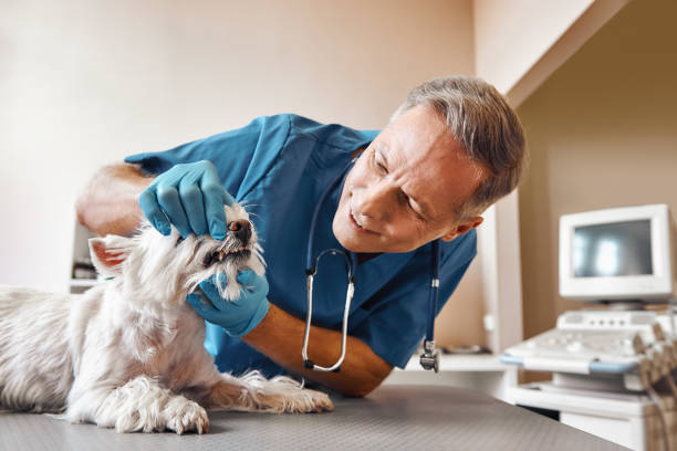 Best Emergency Dental Surgery in Windsor, VA